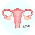 cervix