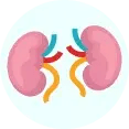 kidney