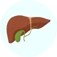 liver
