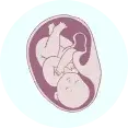 pregnancy