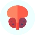 prostate