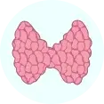 thyroid